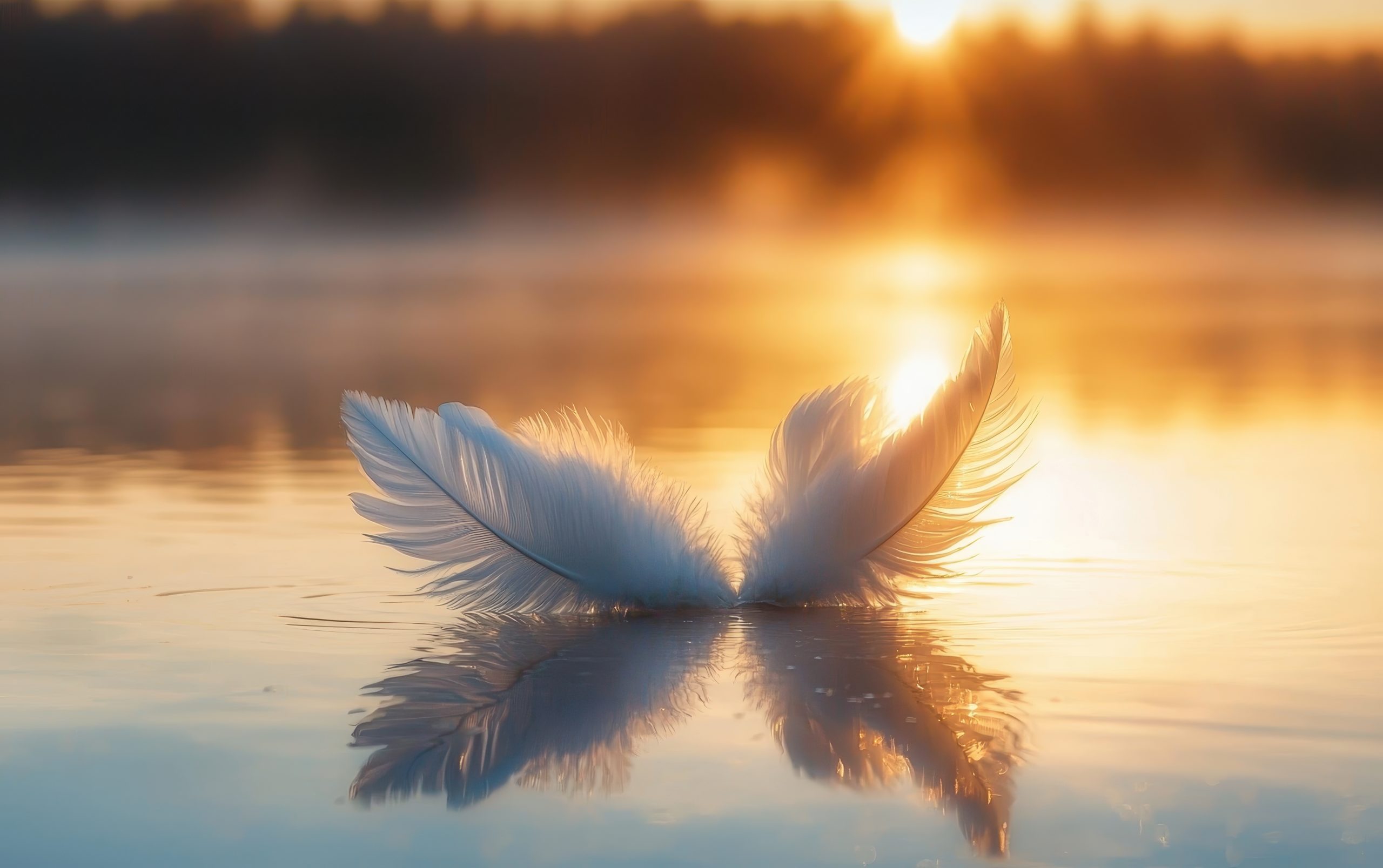 Floating delicate swan feathers drifting on a tranquil lake at sunrise